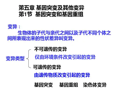 高三生物必修2第五章复习课件