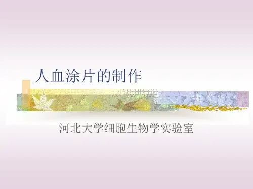 人血涂片的制作