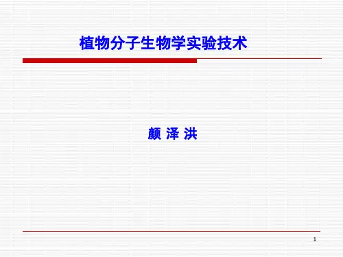 核酸的分离提取PPT