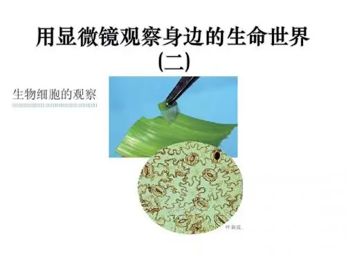 用显微镜观察身边的生命世界(二)-微小世界PPT精品教学课件2