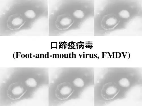 4-口蹄疫病毒