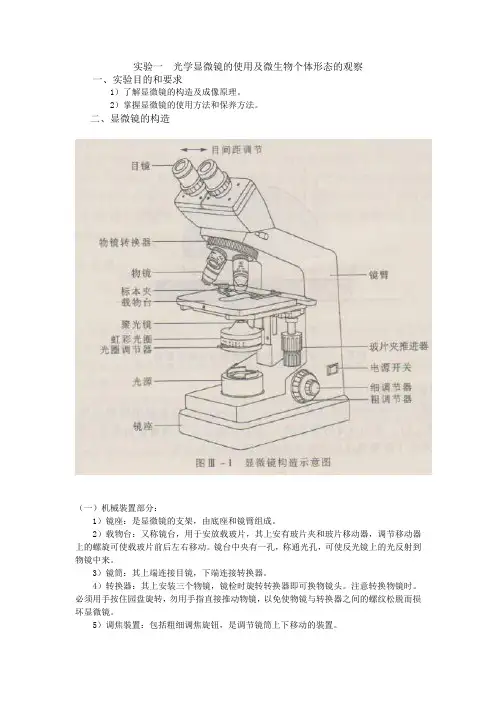 实验  光学显微镜的使用及微生物个体形态的观察