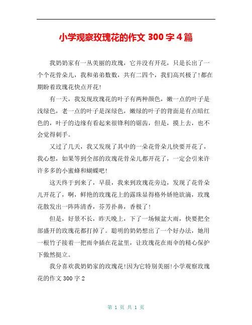 小学观察玫瑰花的作文300字4篇