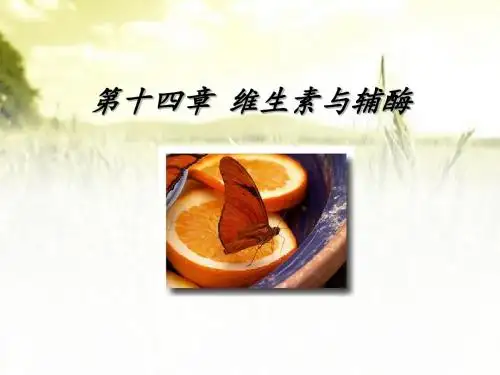 维生素与辅酶 PPT课件