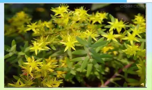 初中人教版七年级上册生物课件第二节动物体的结构层次精品课件
