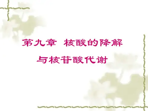 第九章 核酸的降解与核苷酸代谢