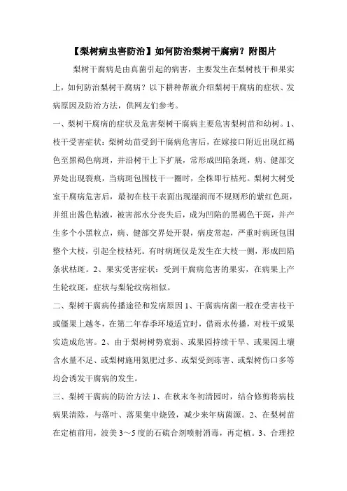 【梨树病虫害防治】如何防治梨树干腐病？附图片