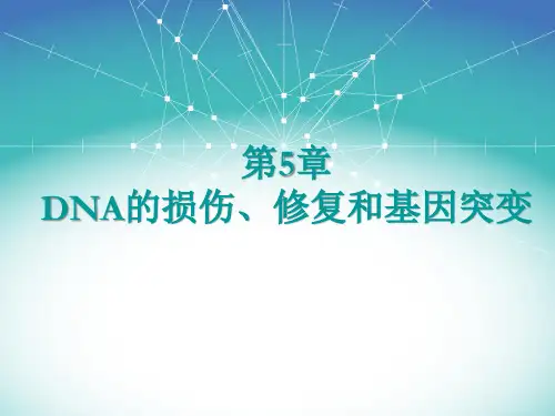 分子生物学第5章、第6章
