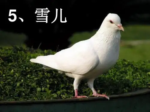 5雪儿