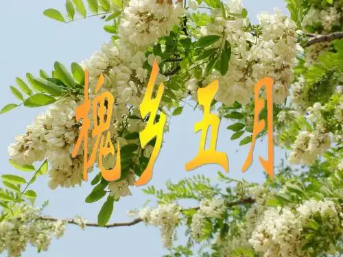 最新版本苏教版三年级下册《槐乡五月》课件公开课课件