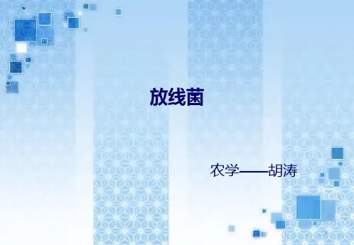 放线菌