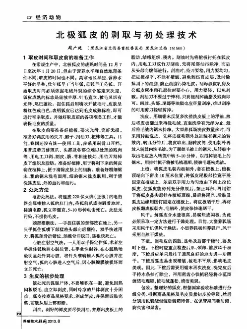 北极狐皮的剥取与初处理技术