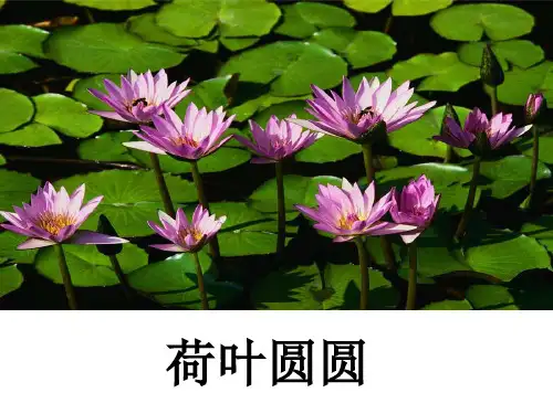 《荷叶圆圆》课件1