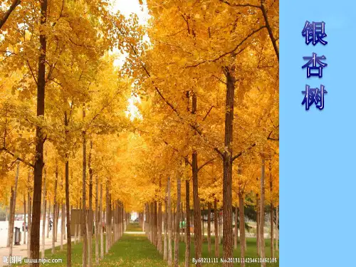 23胡杨赞