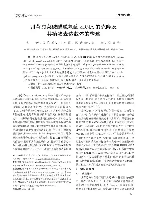 川芎甜菜碱醛脱氢酶cDNA的克隆及其植物表达载体的构建