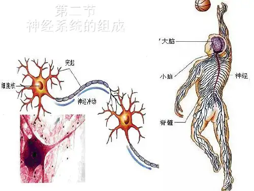 七年级下册生物集体备课教案之第四单元第六章第二节神经系统的组成