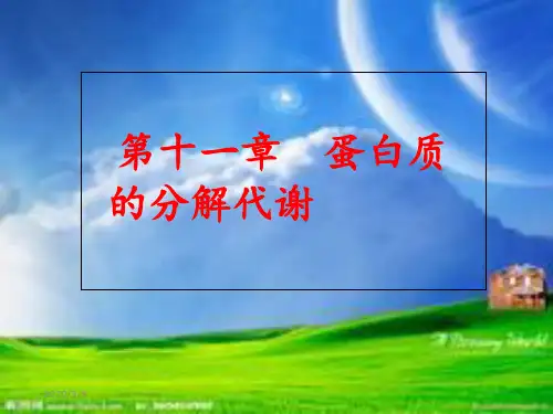 蛋白质的分解代谢2