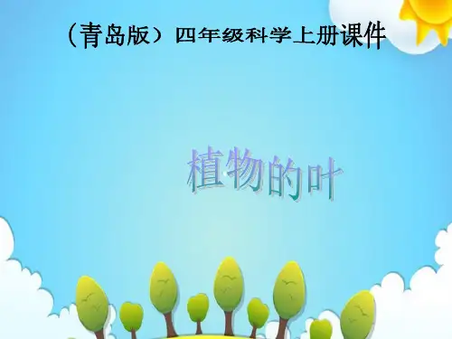 首师大版小学科学四年级上册各种各样的叶课件