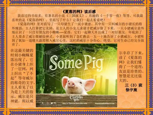 《夏落的网》读后感