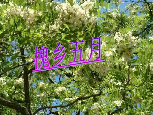 苏教版三年级语文下册《21_槐乡五月》(更新)