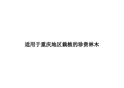 适合于重庆地区的珍贵林木