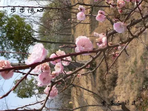 步步惊心-资料