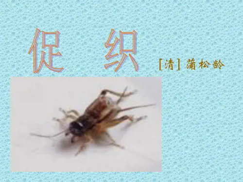 《促织》经典课件解析
