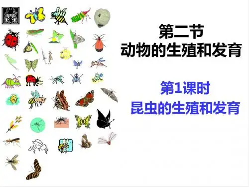 19-2昆虫的生殖和发育