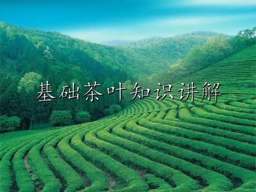 基础茶叶知识讲解
