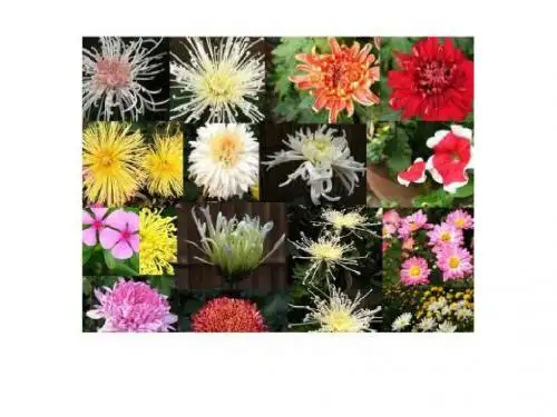 人教版高中生物选修1专题3 植物的组织培养技术课题1菊花的组织培养(39张ppt)