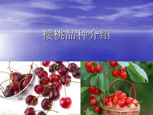 樱桃品种介绍