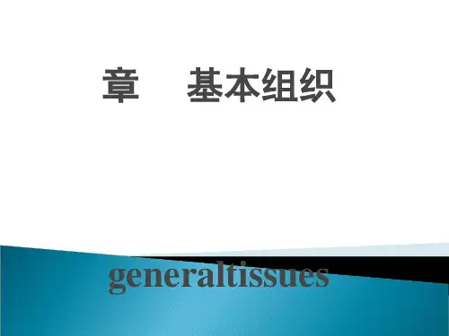 . 人体基本结构概述