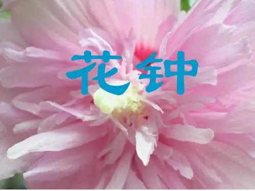 花种1