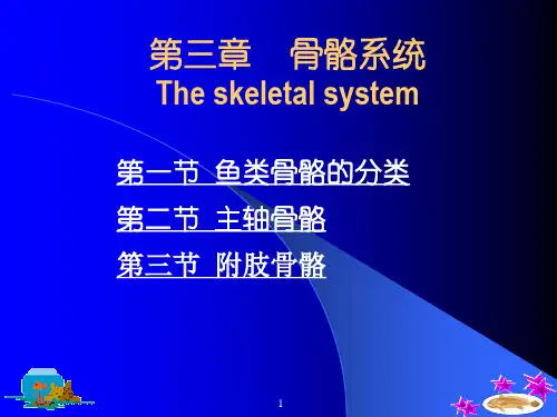 骨骼系统