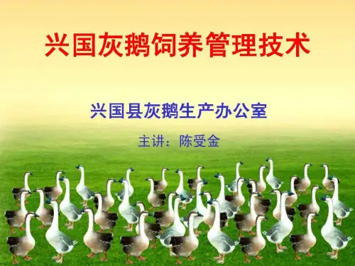 兴国灰鹅饲养管理技术