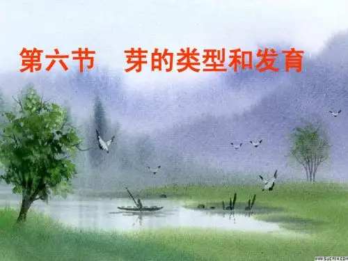 6芽的类型和发育