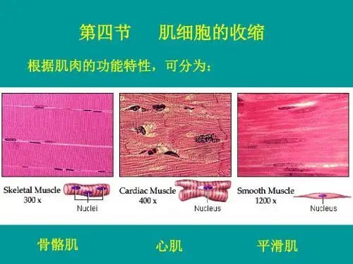 肌细胞的收缩