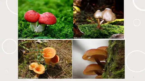 野生菌中毒预防知识课件