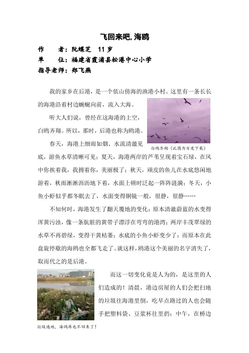 飞回来吧,海鸥(环保小记者比赛文章类)