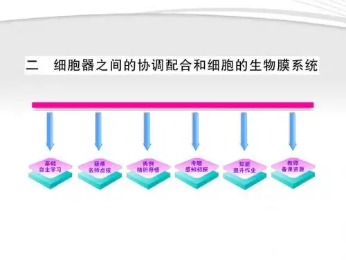 【全程学习方略】2011版高中生物 3.2.2 细胞器之间的协调配合和细胞的生物膜系统课件 新人教版必修1