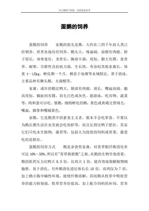 蛋鹅的饲养