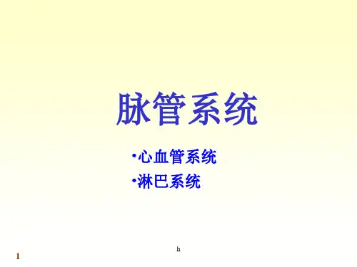 脉管系统——系统解剖学课件(中国医科大学)