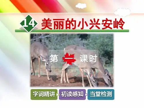 教科版三年级语文上册《14.美丽的小兴安岭【第1课时】》课件