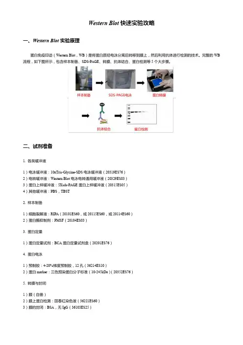 Western Blot快速实验攻略