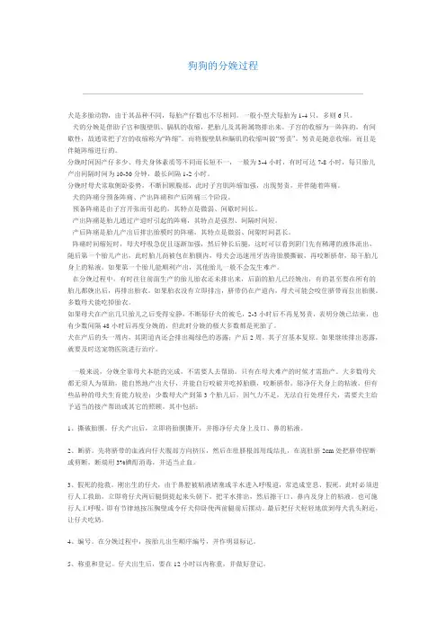 狗狗的分娩过程