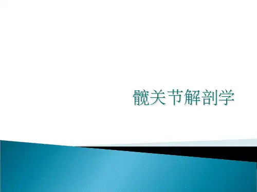 髋关节解剖学63974ppt课件