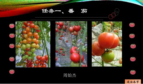 任务一、番茄