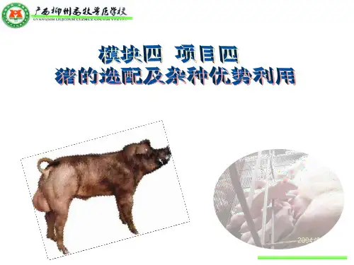 猪的选配及杂种优势利用