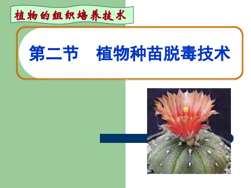 植物种苗脱毒技术--谢文娟