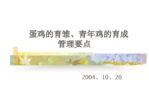 蛋鸡的育雏、青年鸡的.
